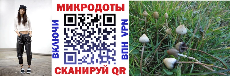 Галлюциногенные грибы Psilocybine cubensis  Сосновка 